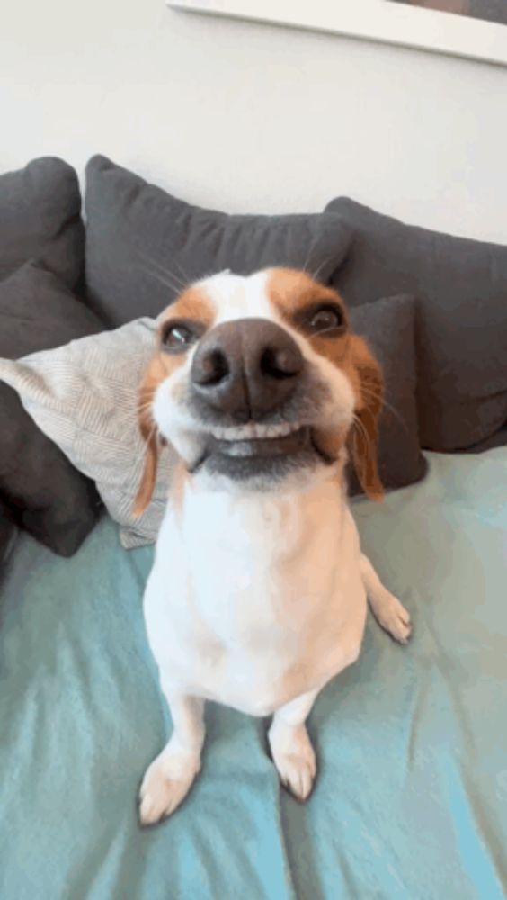 a brown and white dog is sitting on a bed smiling