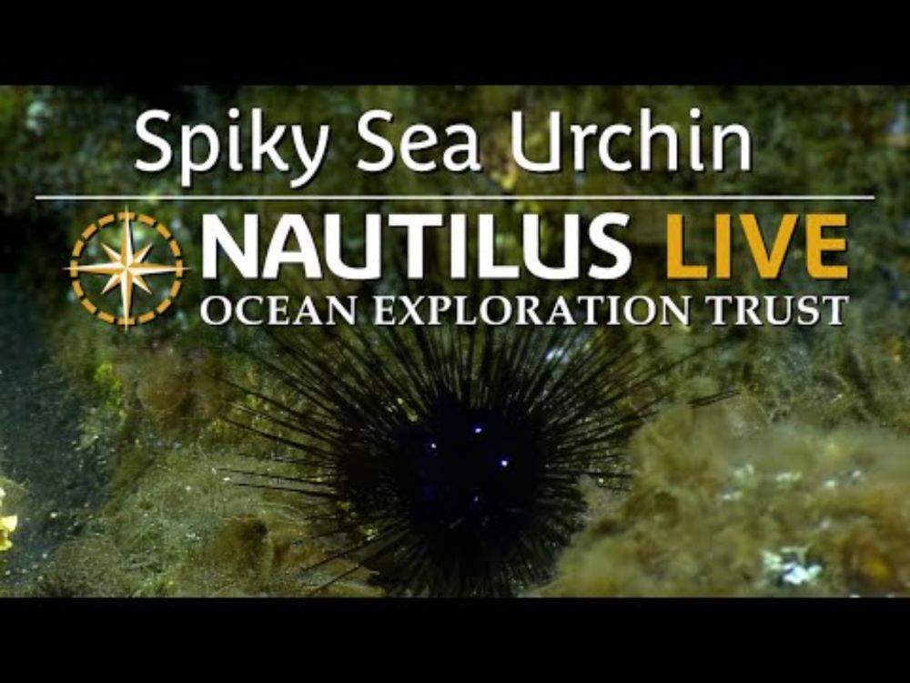 Spiky Sea Urchin on Ahyi Seamount | Nautilus Live