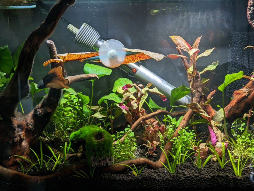 Aquarium front view photo. Looks like a jungle of plants. You see green grasses, red grasses, there's spider wood driftwood. Also spotted is a beta fish hiding in the foreground.