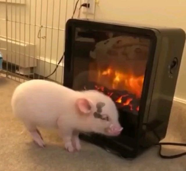 a small piglet standing next to a space heater with fake flames in it that mimic a fireplace