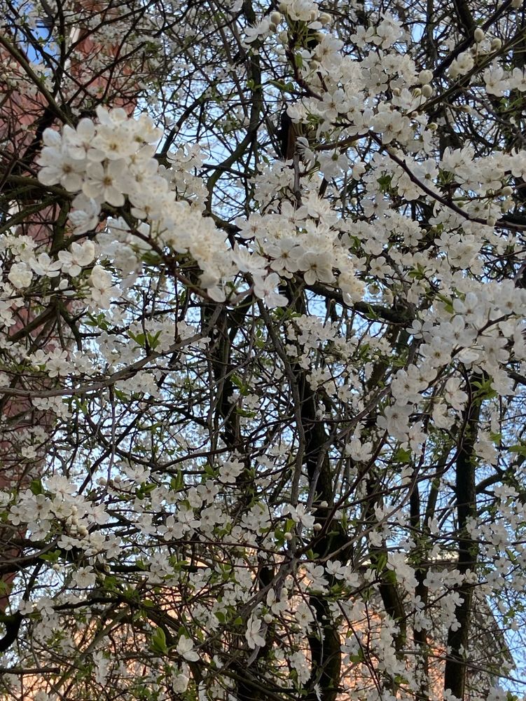 Ein Baum mit zarten weißen Blüten ist zu sehen.