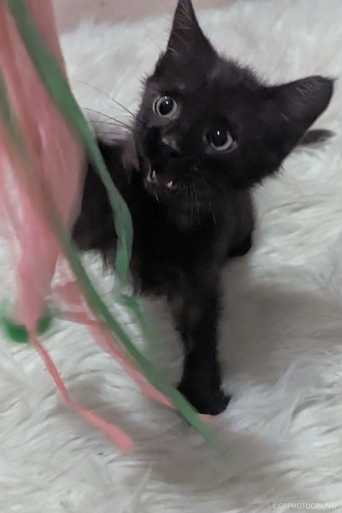 A tiny black kitten on a white carpet is playing with a wand toy. His fangs are showing – but he is far too small to be frightening.