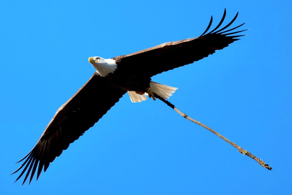 A bald eagle carries a branch for its aerie through the air