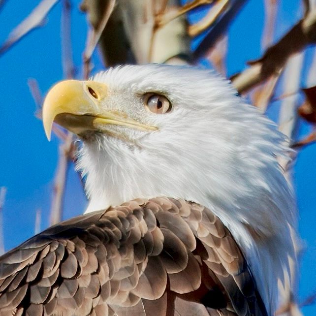 A bald eagle’s head in half profile with the nictitating membrane of the visible eye half closed