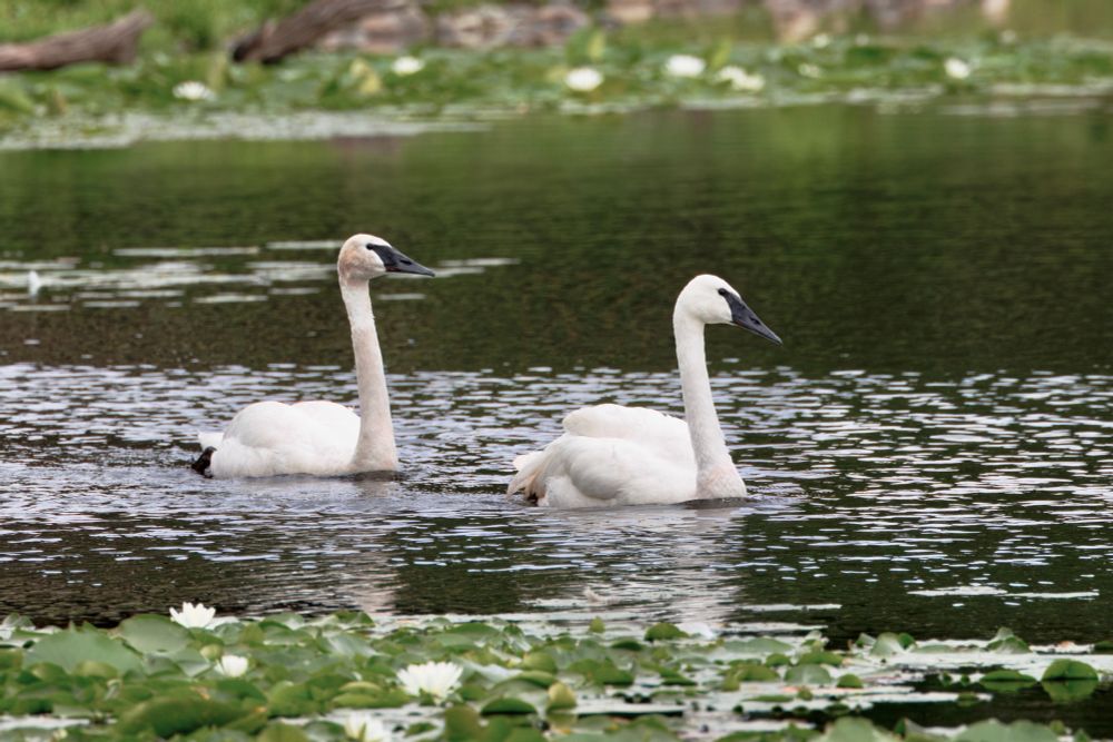 A pair of trumpeter swans cruises a pond