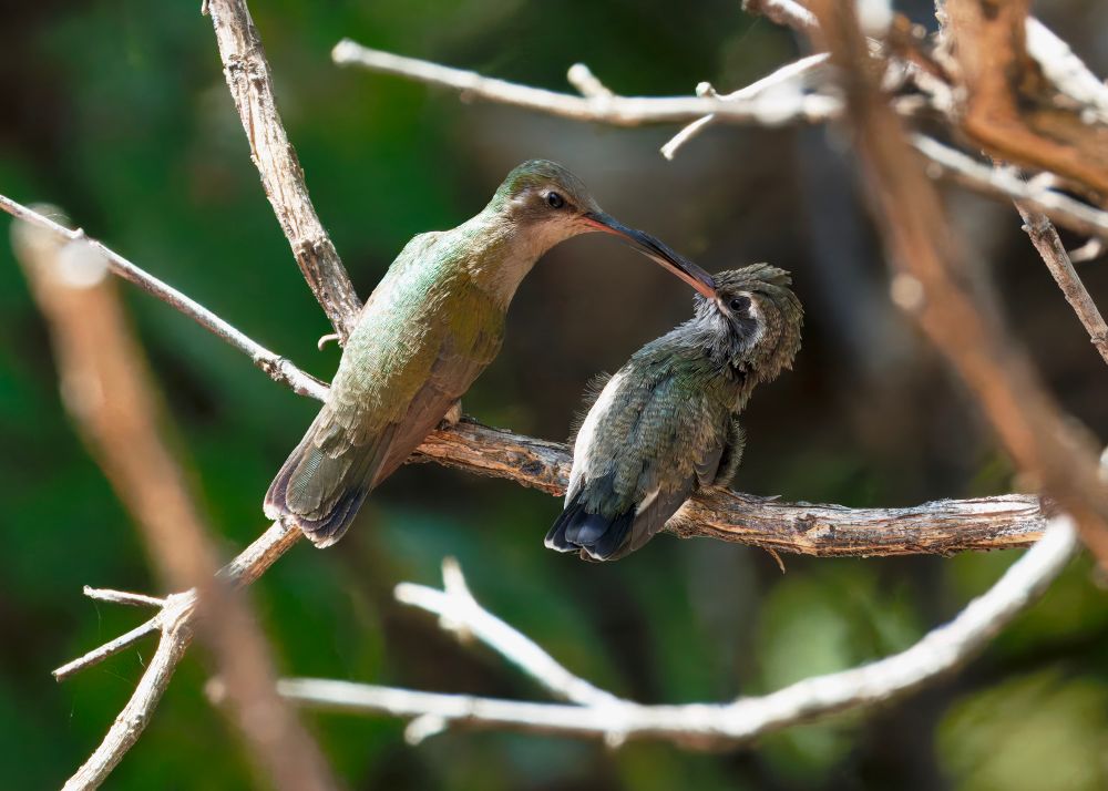 An adult broad-billed hummingbird feeds its fledgling