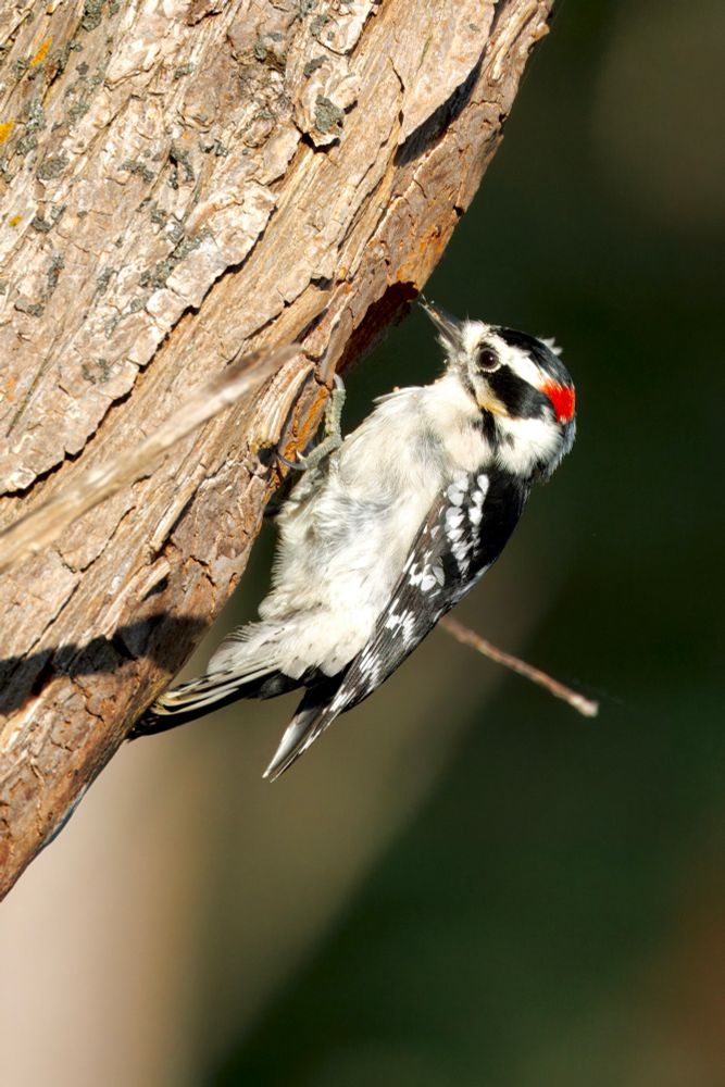 A downy woodpecker perched on a tree trunk