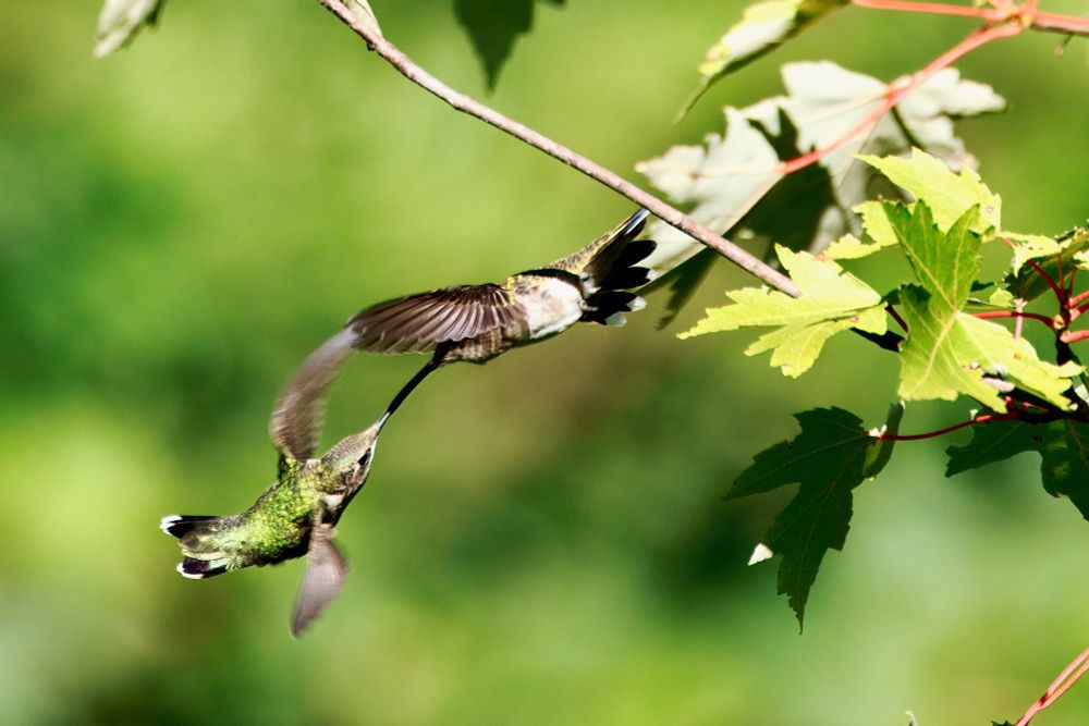 A fledgling ruby-throated hummingbird being fed my its mother while both are hovering. 