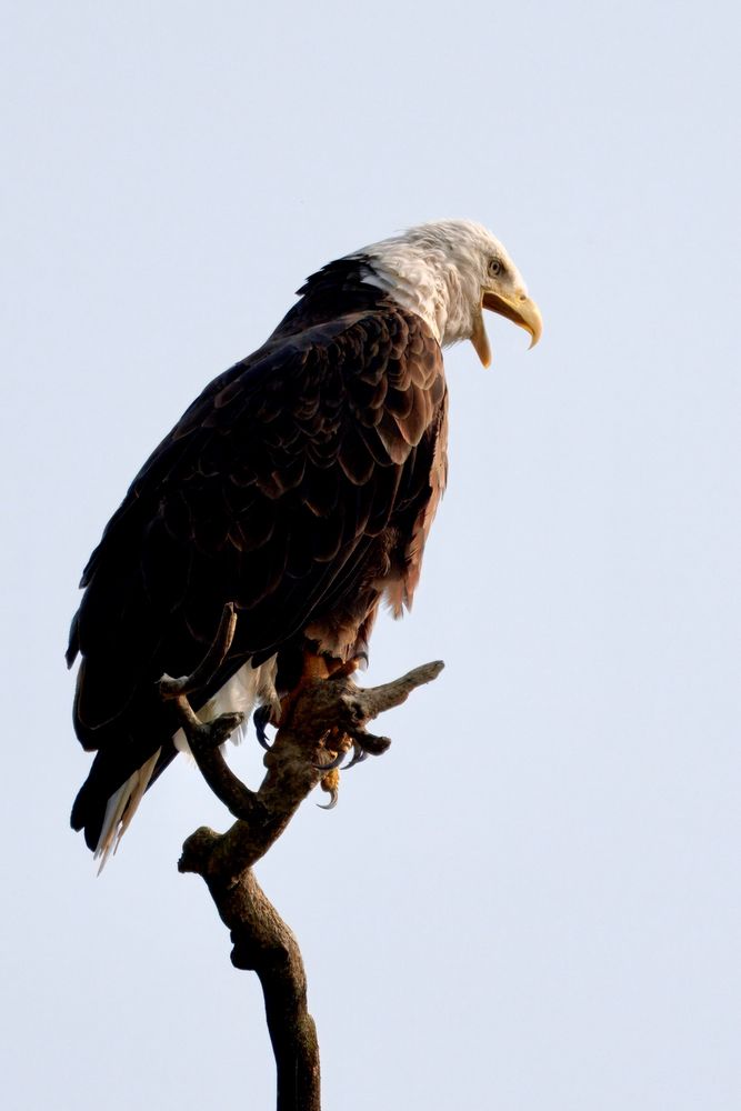 A bald eagle chatters while perched atop a dead tree