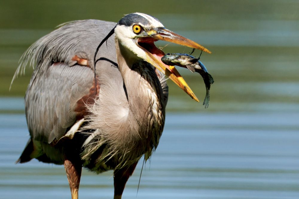 A great blue heron enjoying a fish snack