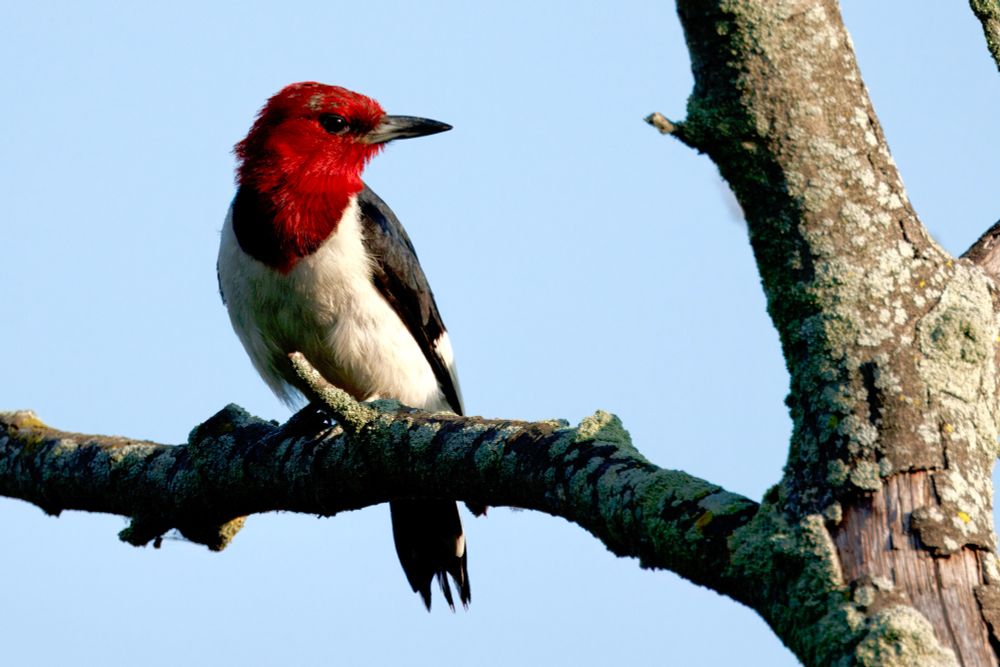 A red-headed woodpecker perched on a limb facing the viewer, its head turned to the viewer’s right in profile