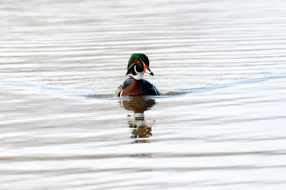 A male wood duck swims toward the viewer 
