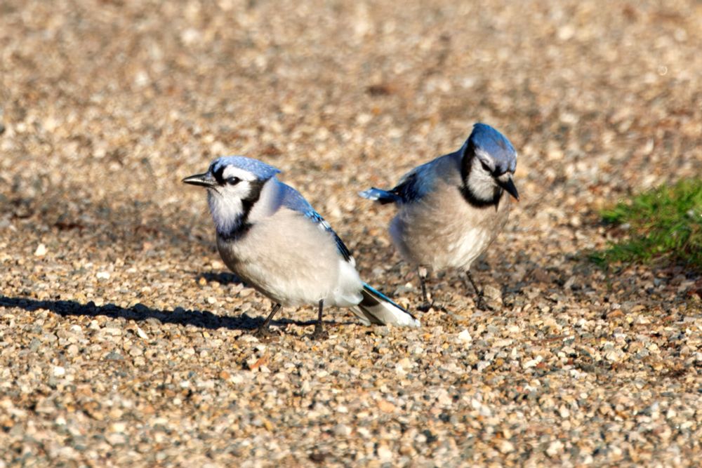 A pair of blue jays forage on the ground
