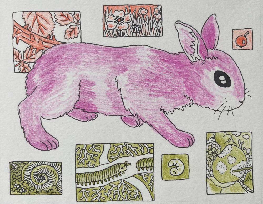 A page spread from a zine in progress, drawn in black pen and colored pencil. A raspberry colored bunny sniffs across the page, with floating rectangles containing pieces of its environment, orange above and green below. Elements include millipedes, rocks, buttercups, and a raspberry cane. 