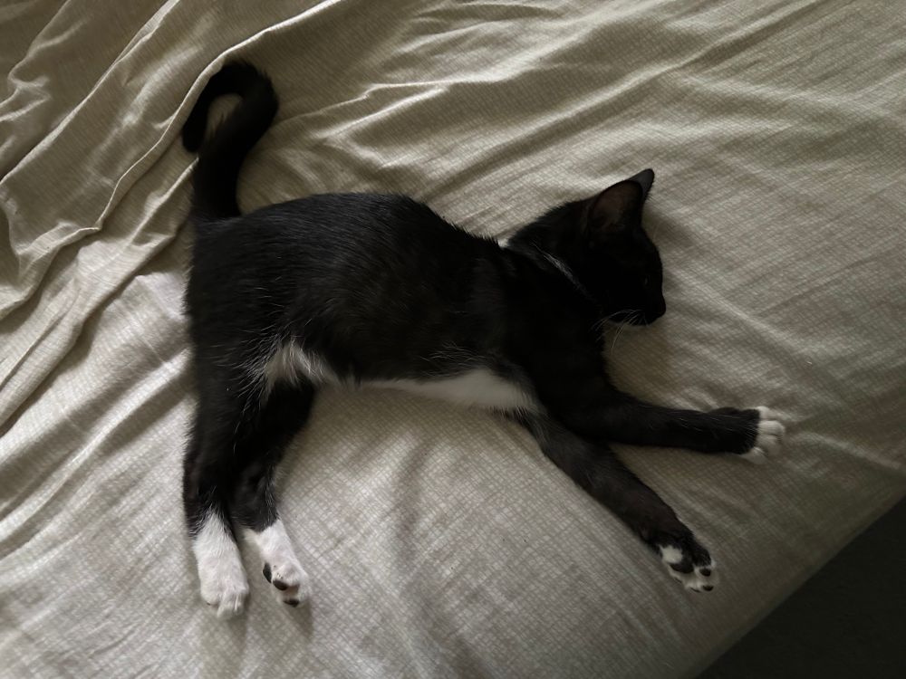 Tuxedo kitten sleeping on my bed in a very peculiar position