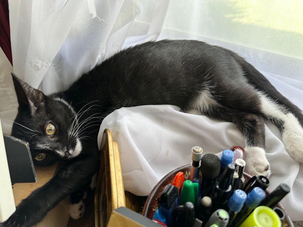 Tuxedo kitten chilling on the windowsill and looking straight up disturbed. Real big eyes
