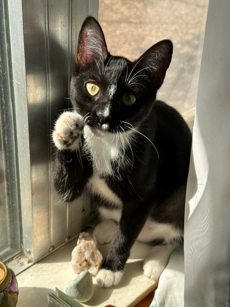 Tuxedo kitten lookin’ like a dang ol’ maneki neko