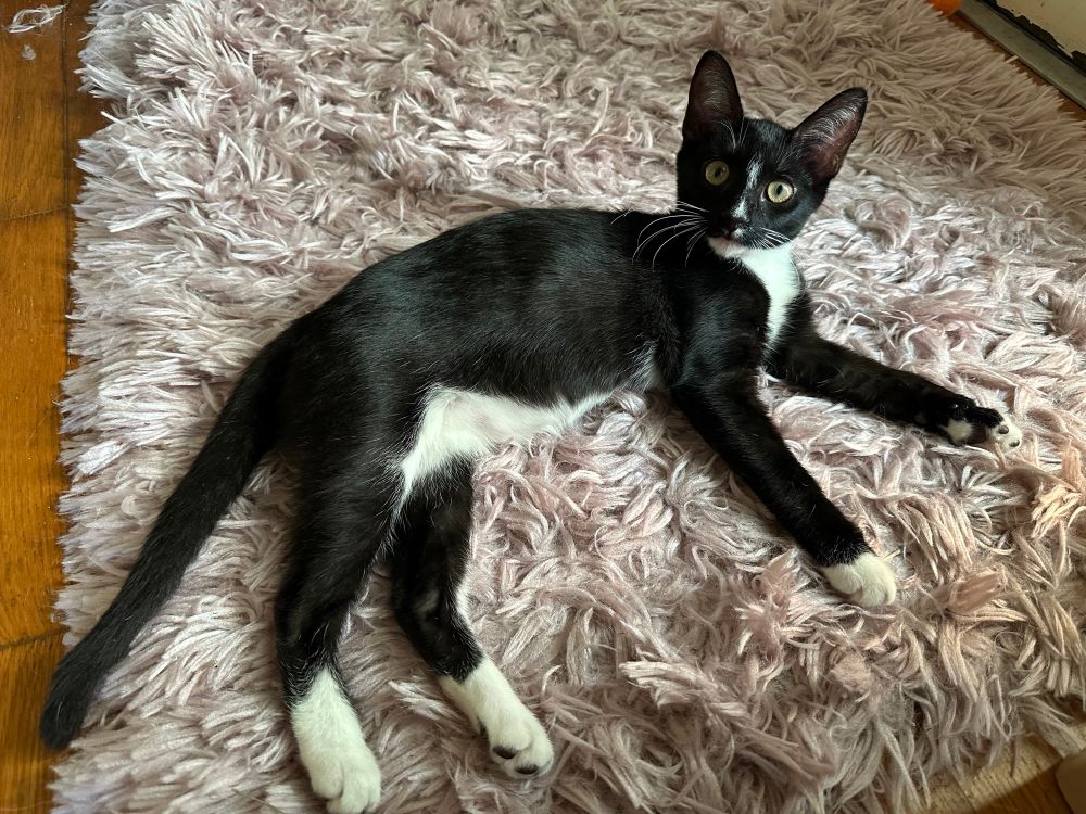Tuxedo kitten laying on her favorite fluffy rug looking LONG