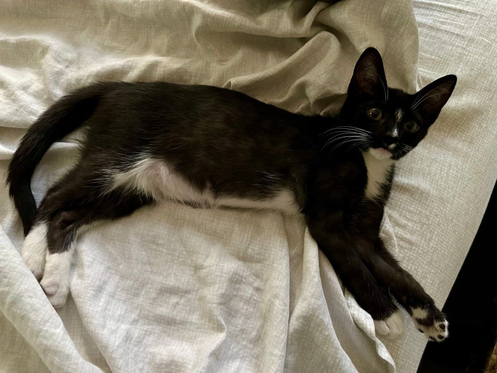 Tuxedo kitten in loaf mode