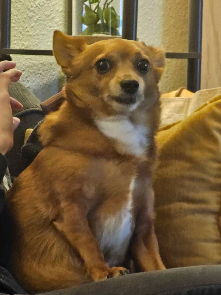 A Chihuahua Dachshund mix looks perturbed.