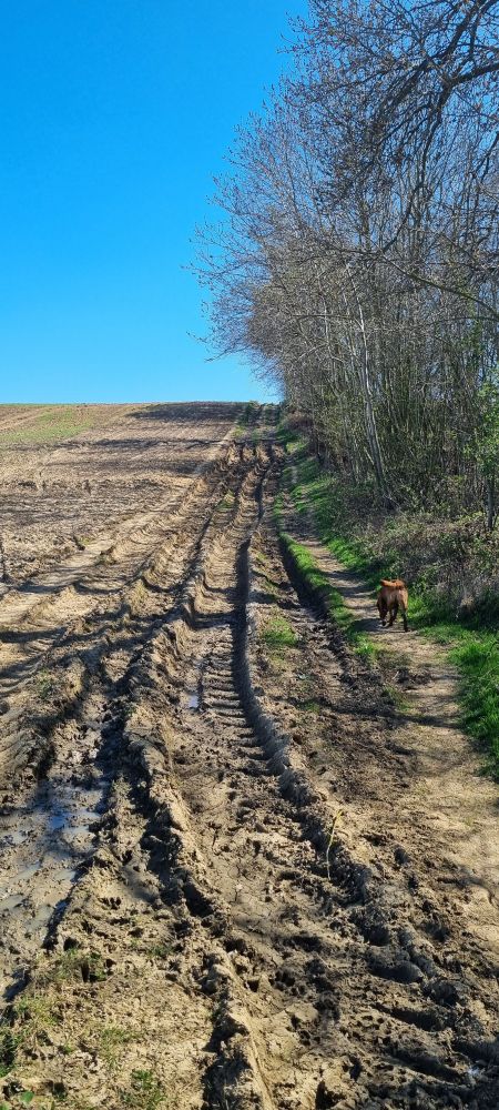 Passing through farmland, some deep tractor tracks to negotiate up a hill. Rosie dog looks on, as if wondering why we are taking so long.