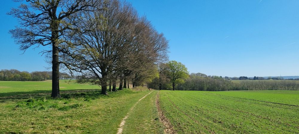 Beautiful weather for a walk through the Essex countryside.