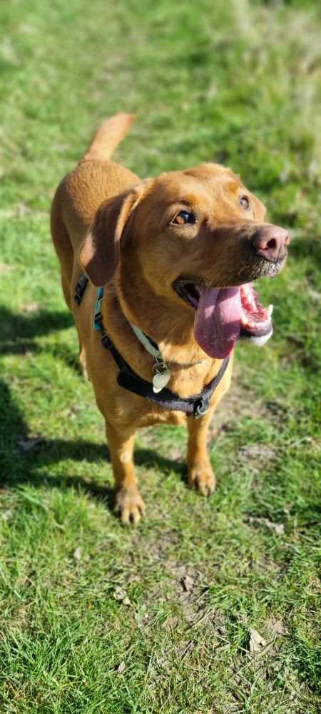 Fox red labrador "Rosie" enjoying her walk. She doesn't really understand the concept of pacing herself and was very tired by the end!