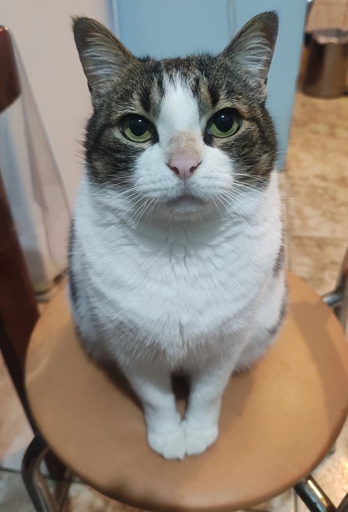 Gata chicória maria maciça sentada na cadeira na cozinha