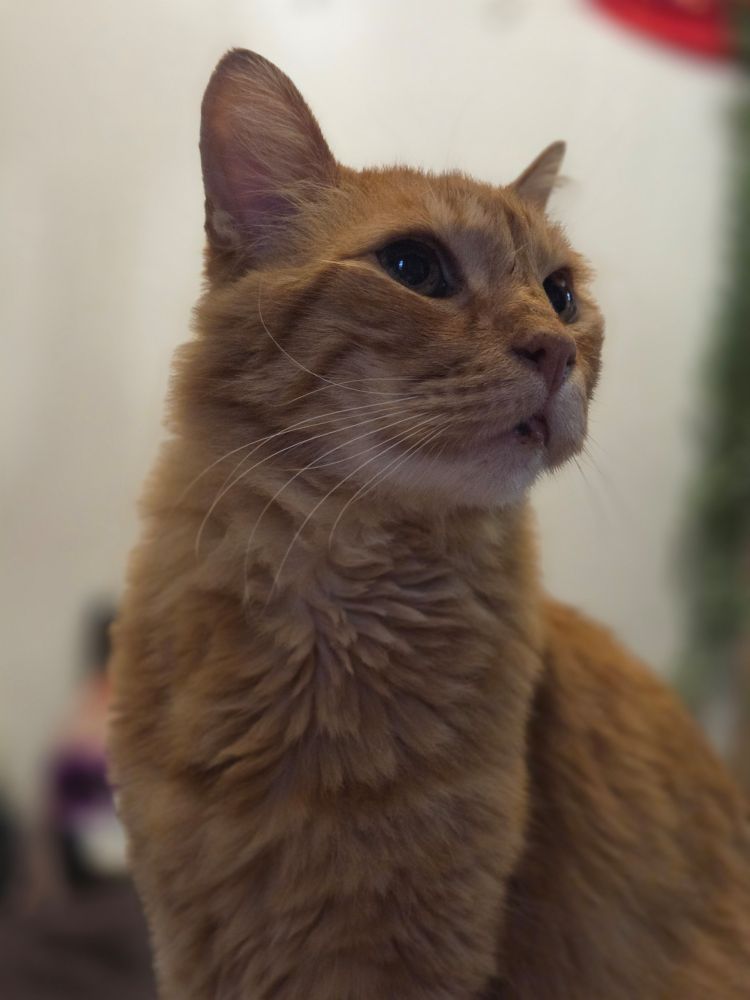 Portrait of an orange cat