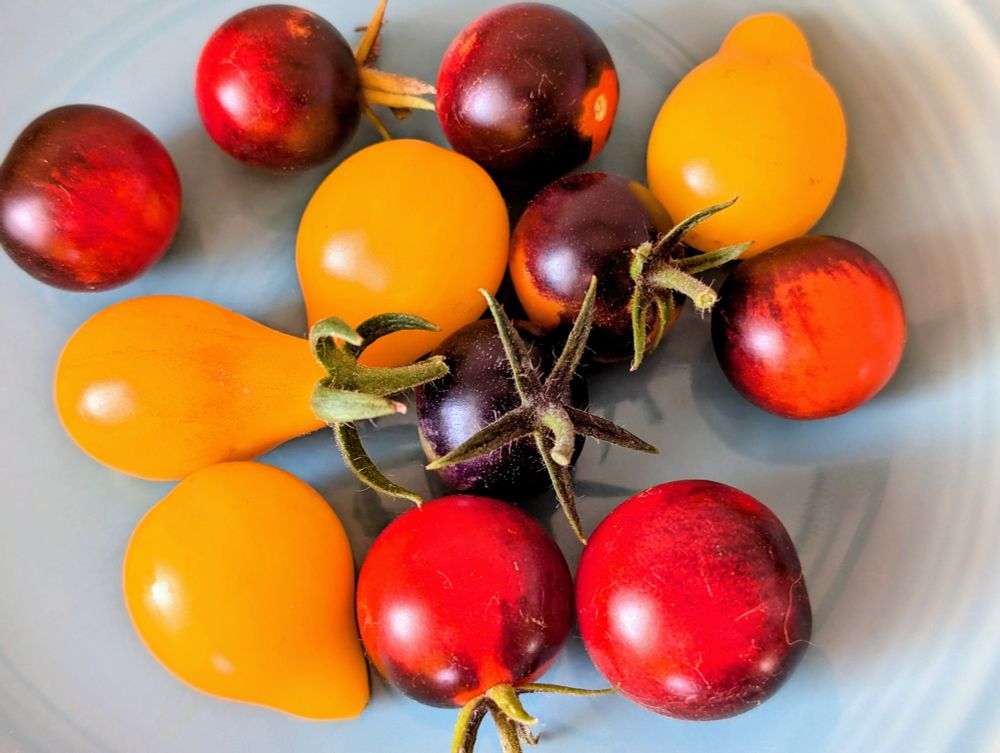 A combination of bright yellow grap tomatoes and red and purple cherry tomatoes.