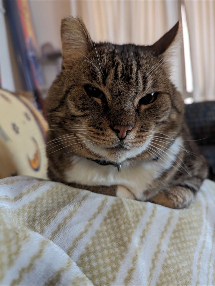 Adult brown tabby cat sitting on a striped blanket