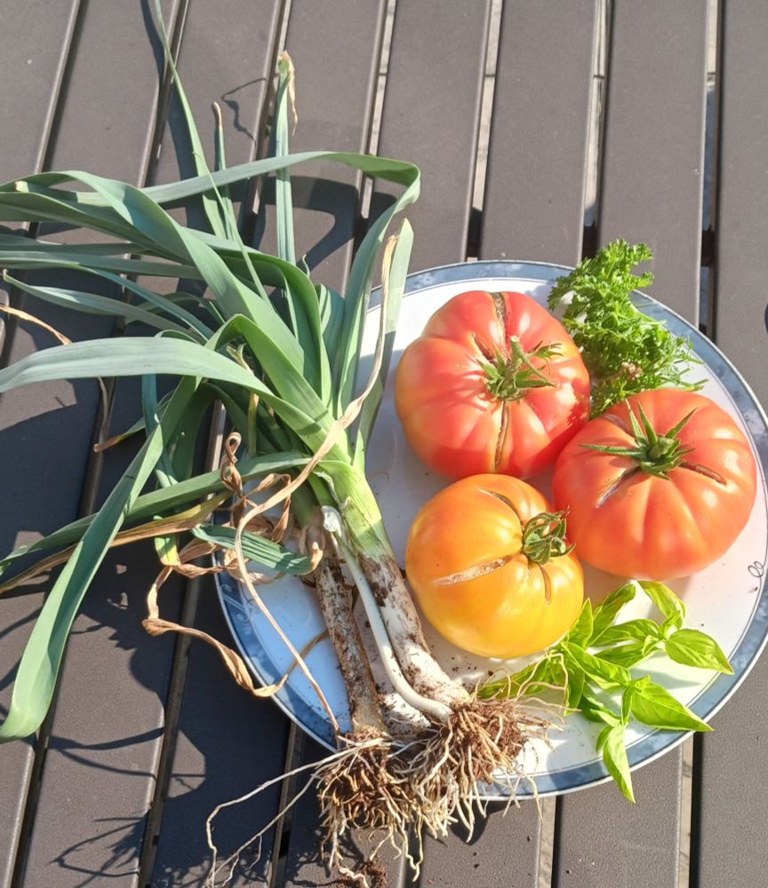 A plate with three tomatoes two leeks some basil and parsley.