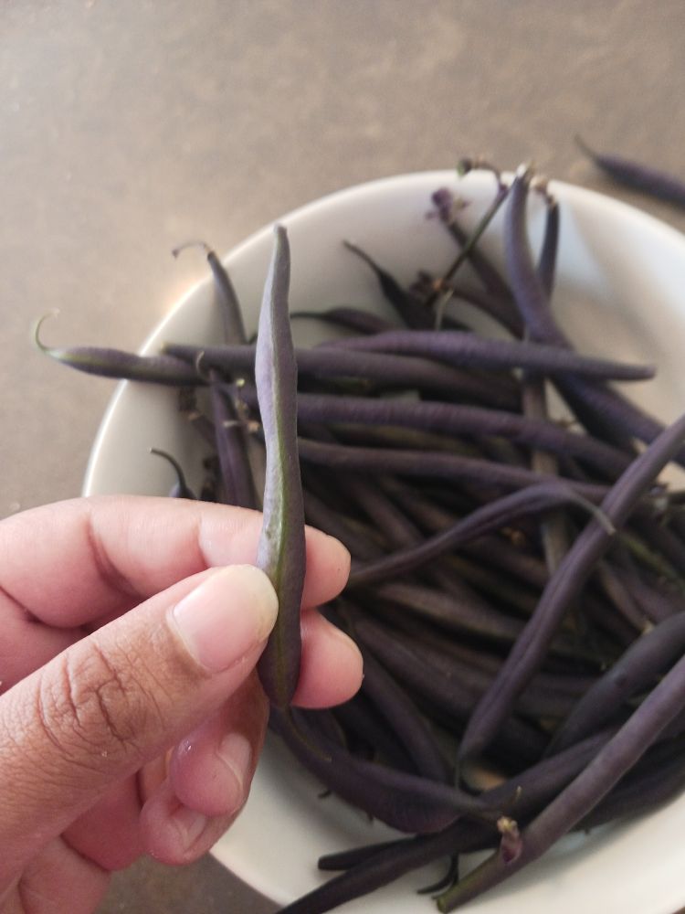 My hand holding a bean. The it is mainly purple with some green showing through. In the background is a white bowl filled with more purple beans.