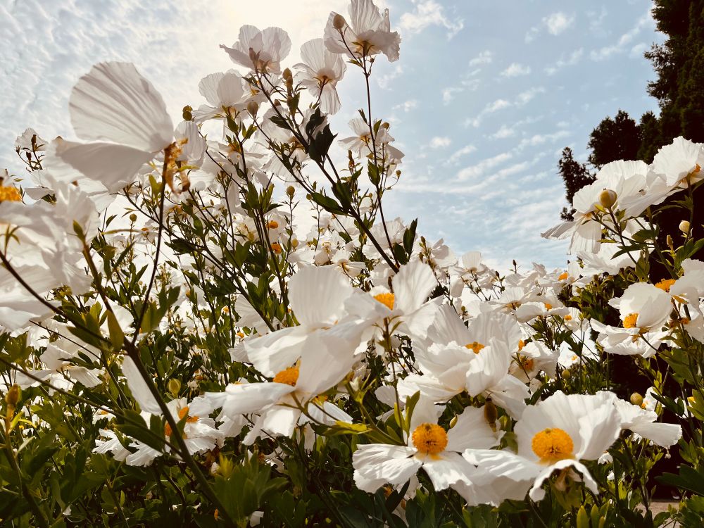A field of white flowers with wide, floppy striated petals surround a center shaped like a fuzzy yellow ball. The angle is facing upwards towards blue sky with a few wispy clouds. 