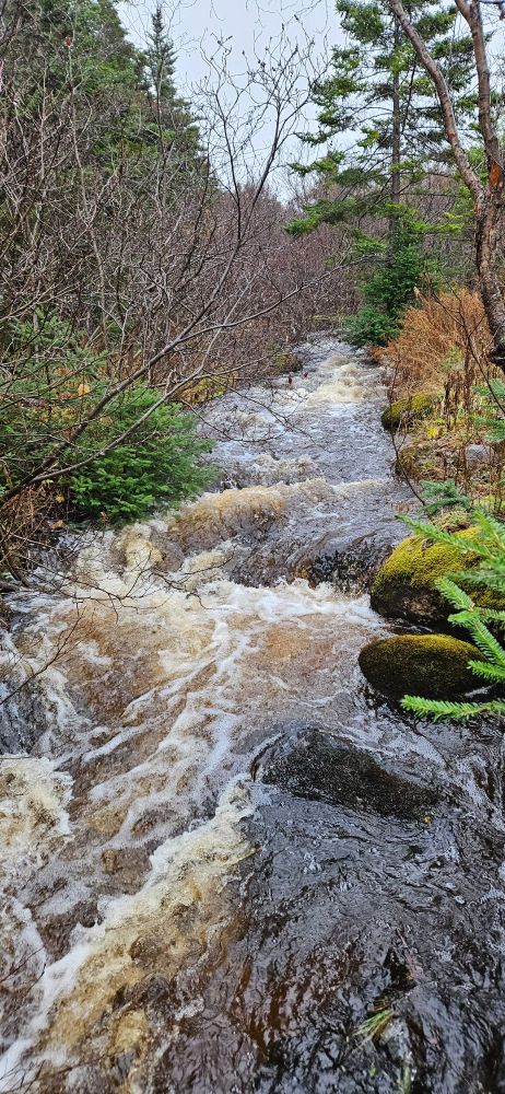 A usually small brook in my backyard has become a river. 