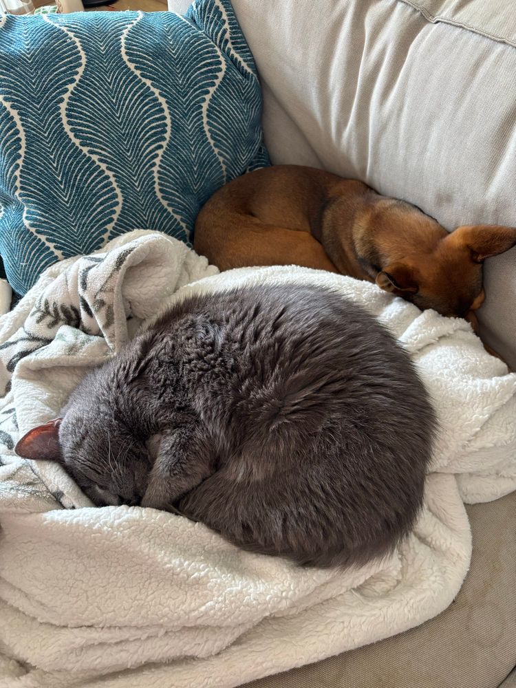 a cat and dog not actually touching no matter how much i want them to 