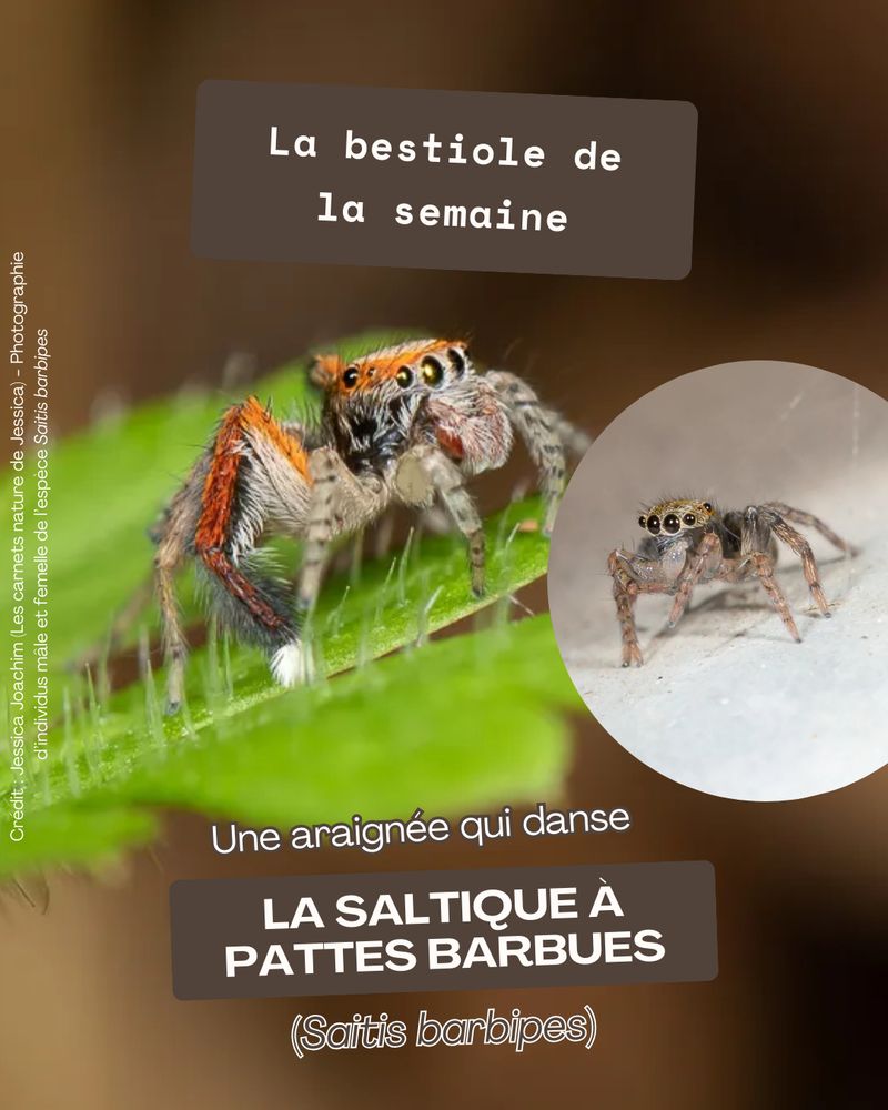 Image de présentation de la publication. Il y a une photographie d’individus mâle et femelle de l’espèce Saitis barbipes en image de fond. Il y a les textes suivants par-dessus : "La bestiole de la semaine" ; “Une araignée qui danse" ; "La saltique à pattes barbues (Saitis barbipes)”. Le crédit de la photo est indiqué dessus : Jessica Joachim (Les carnets nature de Jessica).