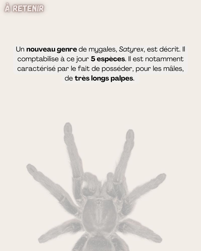 À retenir

Un nouveau genre de mygales, Satyrex, est décrit. Il comptabilise à ce jour 5 espèces. Il est notamment caractérisé par le fait de posséder, pour les mâles, de très longs palpes. 