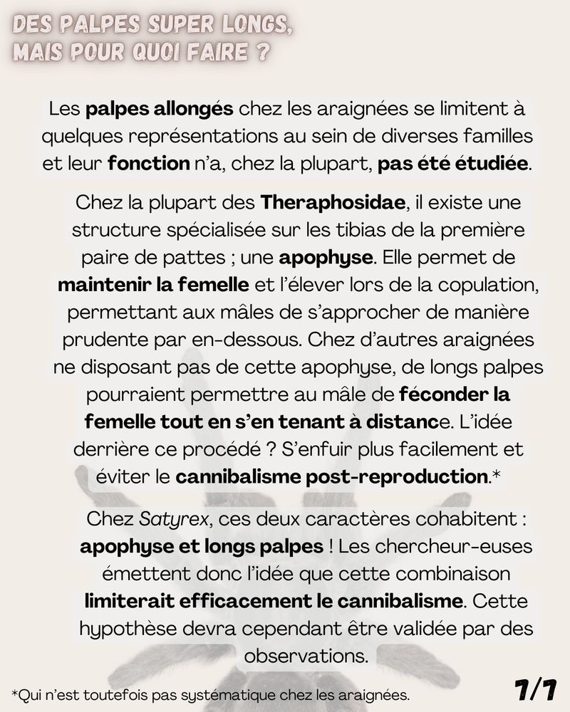 Des palpes super longs, mais pour quoi faire ?

Les palpes allongés chez les araignées se limitent à quelques représentations au sein de diverses familles et leur fonction n’a, chez la plupart, pas été étudiée. 

Chez la plupart des Theraphosidae, il existe une structure spécialisée sur les tibias de la première paire de pattes ; une apophyse. Elle permet de maintenir la femelle et l’élever lors de la copulation, permettant aux mâles de s’approcher de manière prudente par en-dessous. Chez d’autres araignées ne disposant pas de cette apophyse, de longs palpes pourraient permettre au mâle de féconder la femelle tout en s’en tenant à distance. L’idée derrière ce procédé ? S’enfuir plus facilement et éviter le cannibalisme post-reproduction. 

Chez Satyrex, ces deux caractères cohabitent : apophyse et longs palpes ! Les chercheur-euses émettent donc l’idée que cette combinaison limiterait efficacement le cannibalisme. Cette hypothèse devra cependant être validée par des observations.