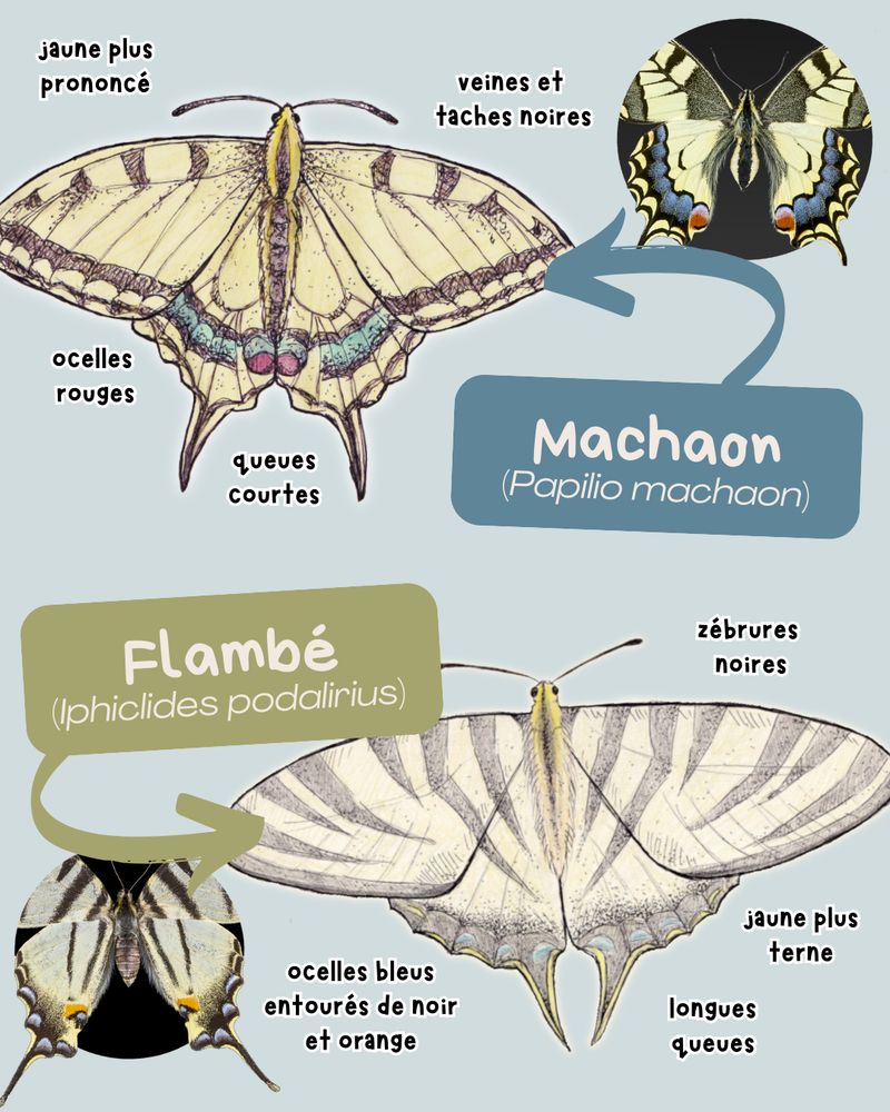 Illustration représentant un machaon et un flambé, avec des illustrations de chaque papillon réalisées à l’encre noire et aux crayons de couleur accompagnées de photographies des deux espèces. Pour le machaon, les critères d’identification notés sur l’image sont les suivants : un jaune plus prononcé, des veines et taches noires, des ocelles rouges et des queues courtes. Pour le flambé, ce sont les suivants : un jaune plus terne, des zébrures noires, des ocelles bleus entourés de noir et orange et de longues queues.