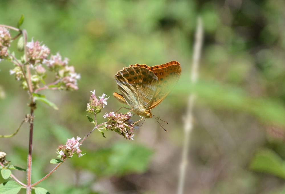 Photographie d'un tabac d'Espagne posé sur des fleurs roses. On le voit de profil. Son corps est orange ainsi qu'une partie de ses ailes, qui sont également ornées de taches noires et de zébrures blanches, offrant un jolie contraste.