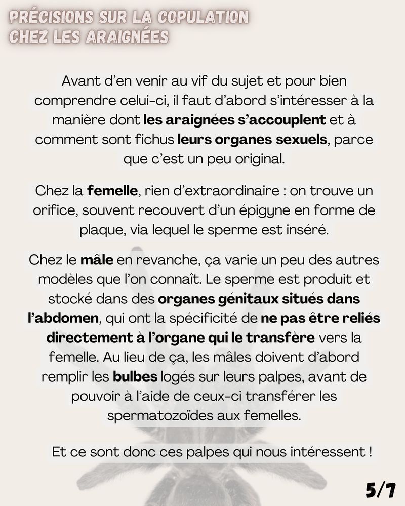 Précisions sur la copulation chez les araignées

Avant d’en venir au vif du sujet et pour bien comprendre celui-ci, il faut d’abord s’intéresser à la manière dont les araignées s’accouplent et à comment sont fichus leurs organes sexuels, parce que c’est un peu original.

Chez la femelle, rien d’extraordinaire : on trouve un orifice, souvent recouvert d’un épigyne en forme de plaque, via lequel le sperme est inséré. 

Chez le mâle en revanche, ça varie un peu des autres modèles que l’on connaît. Le sperme est produit et stocké dans des organes génitaux situés dans l’abdomen, qui ont la spécificité de ne pas être reliés directement à l’organe qui le transfère vers la femelle. Au lieu de ça, les mâles doivent d’abord remplir les bulbes logés sur leurs palpes, avant de pouvoir à l’aide de ceux-ci transférer les spermatozoïdes aux femelles.

Et ce sont donc ces palpes qui nous intéressent !