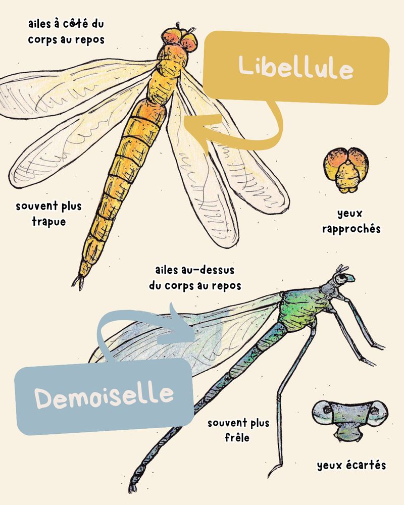 Image représentant d'une part une libellule et d'autre part une demoiselle, avec pour chacune une vue globale de profil et une vue de face de seulement la tête. Il est inscrit autour de la libellule ; yeux rapprochés, souvent plus trapue, ailes à côté du corps. Et à côté de la demoiselle : ailes au-dessus du corps, souvent plus frêle, yeux écartés. 