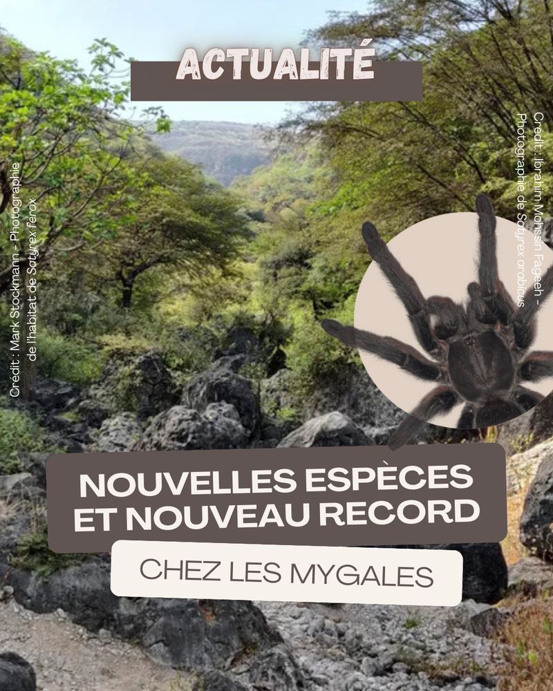 Actualité : nouvelles espèces et nouveau record chez les mygales