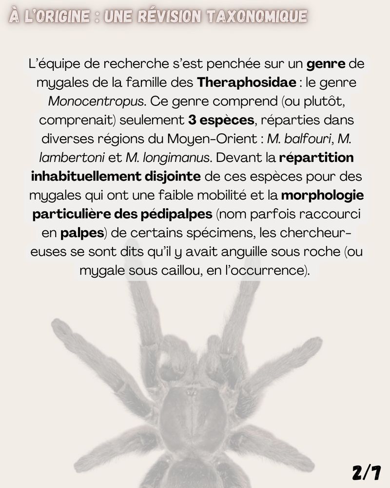 À l’origine : une révision taxonomique 

L’équipe de recherche s’est penchée sur un genre de mygales de la famille des Theraphosidae : le genre Monocentropus. Ce genre comprend (ou plutôt, comprenait) seulement 3 espèces, réparties dans diverses régions du Moyen-Orient : M. balfouri, M. lambertoni et M. longimanus. Devant la répartition inhabituellement disjointe de ces espèces pour des mygales qui ont une faible mobilité et la morphologie particulière des pédipalpes (nom parfois raccourci en palpes) de certains spécimens, les chercheur-euses se sont dits qu’il y avait anguille sous roche (ou mygale sous caillou, en l’occurrence). 