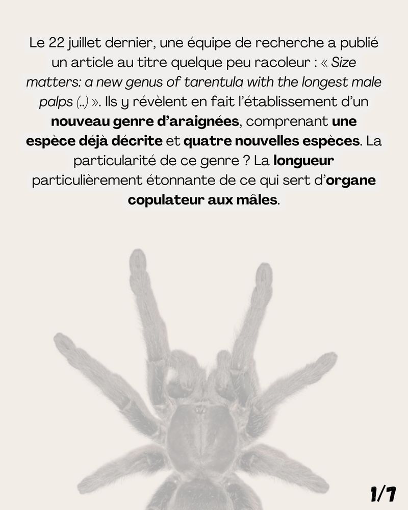 Le 22 juillet dernier, une équipe de recherche a publié un article au titre quelque peu racoleur : « Size matters: a new genus of tarentula with the longest male palps (..) ». Ils y révèlent en fait l’établissement d’un nouveau genre d’araignées, comprenant une espèce déjà décrite et quatre nouvelles espèces. La particularité de ce genre ? La longueur particulièrement étonnante de ce qui sert d’organe copulateur aux mâles.