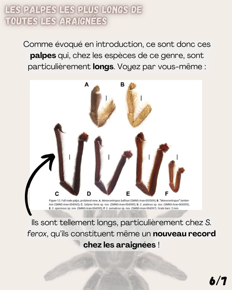 Les palpes les plus longs de toutes les araignées

Comme évoqué en introduction, ce sont donc ces palpes qui, chez les espèces de ce genre, sont particulièrement longs. Voyez par vous-même :

image issue de l’article

Ils sont tellement longs, particulièrement chez S. ferox, qu’ils constituent même un nouveau record chez les araignées ! 