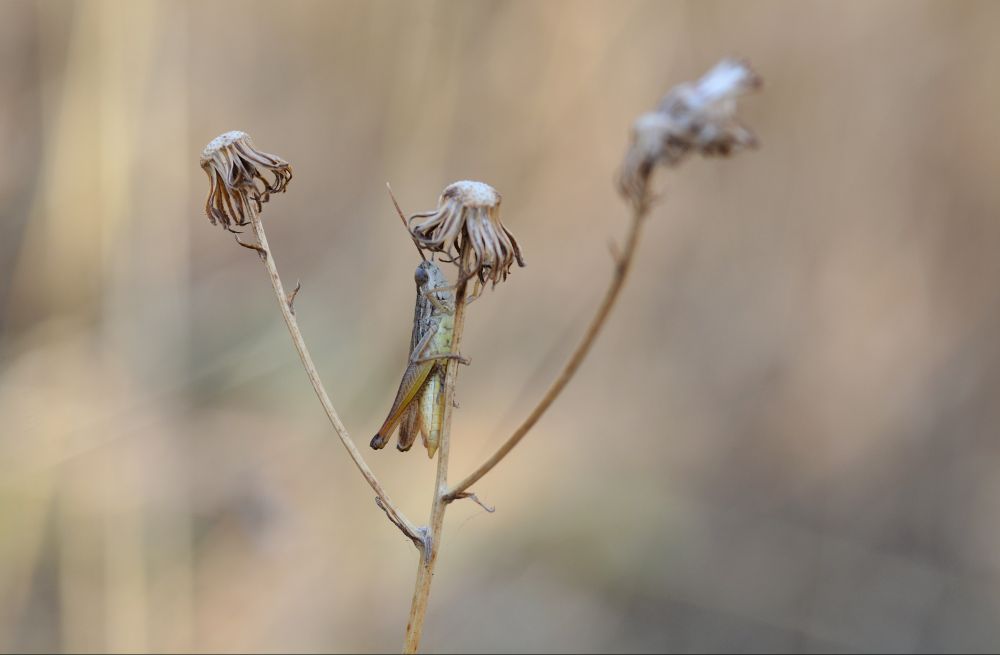 Photographie au format horizontal d'un criquet sur une tige de végétation toute séchée. On voit qu'il y avait des fleurs, qui sont toutes recroquevillées et ternes. Le fond reste dans des tons bruns avec quelques lueurs. Le criquet est brun/beige sur le dessus, plutôt jaunâtre/verdâtre sur le dessous.