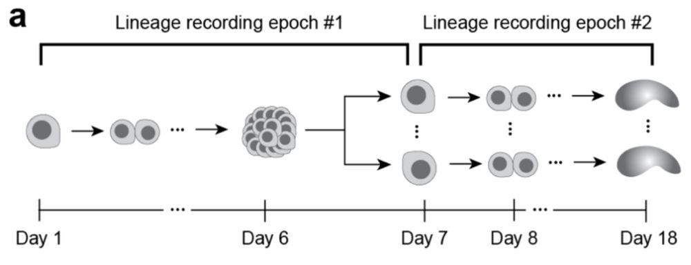 Image describing two-epoch experiment, where we first start with single cell that makes a cell colony, which is dissociated in the second epoch and each made into a monoclonal gastruloid. 