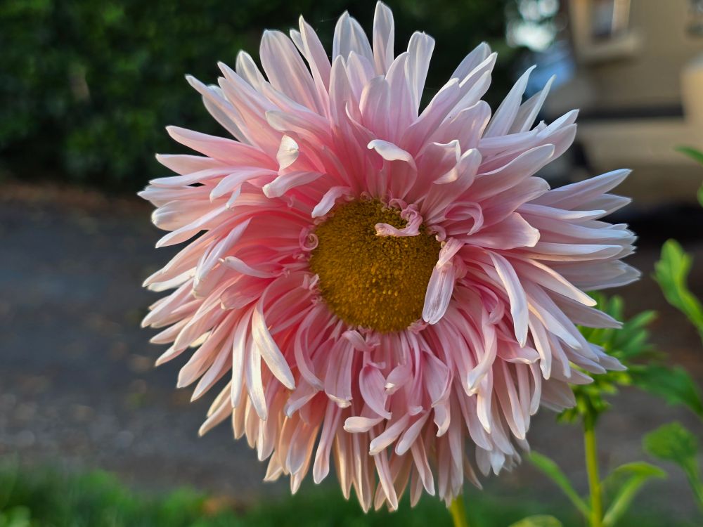 Light pink and yellow aster. 